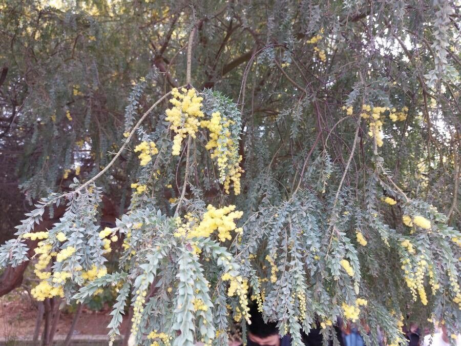 Acacia vestita — houseplant care guide