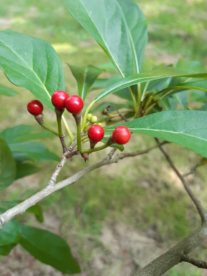 Lindera erythrocarpa fruit