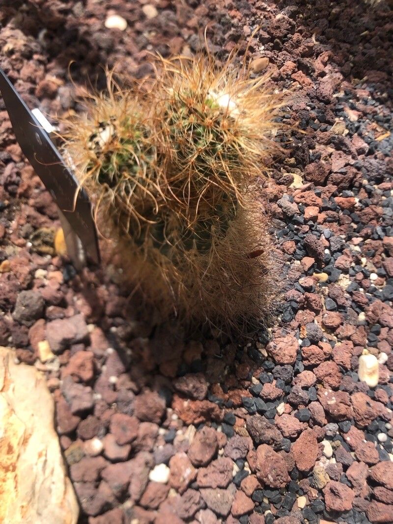 Parodia commutans leaf