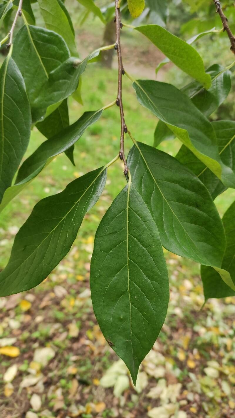 Diospyros japonica — houseplant care guide