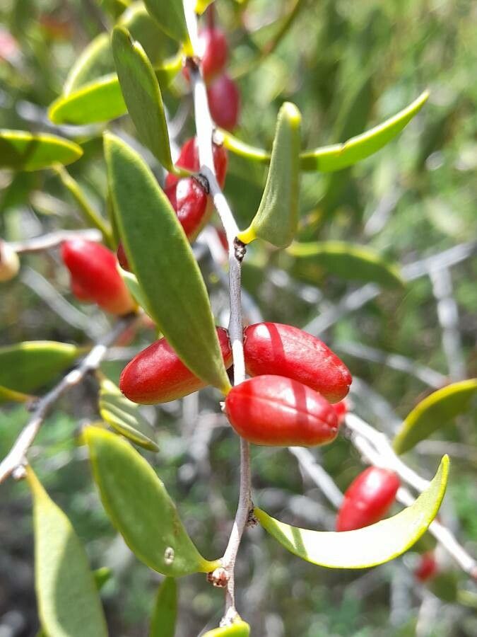 Maytenus viscifolia — houseplant care guide