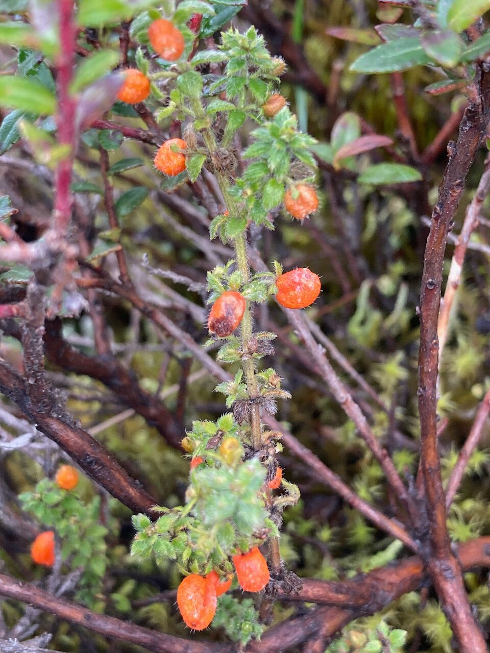 Galium hypocarpium leaf