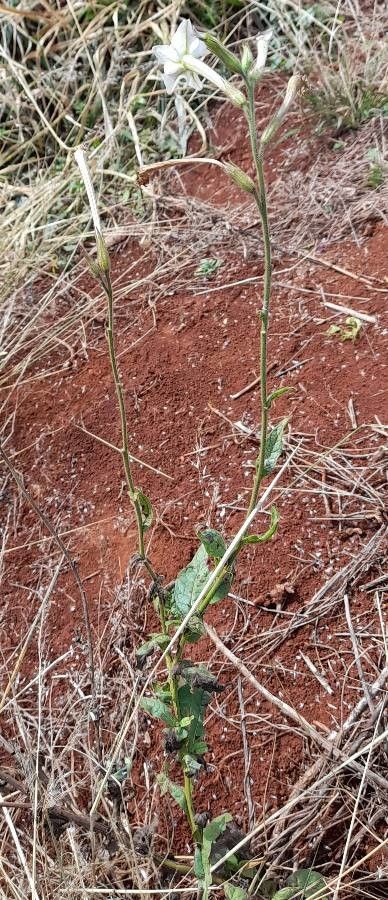 Nicotiana longiflora habit