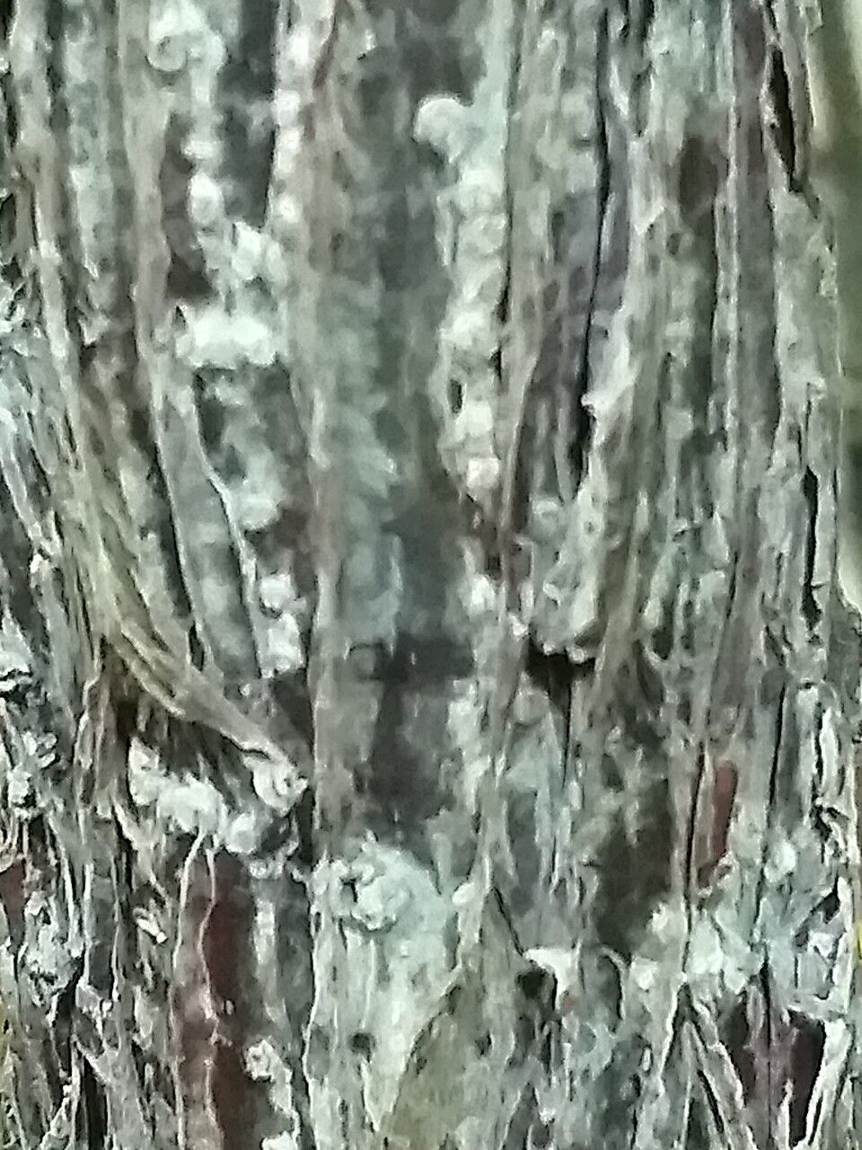 Cordyla madagascariensis — related species from the same genus