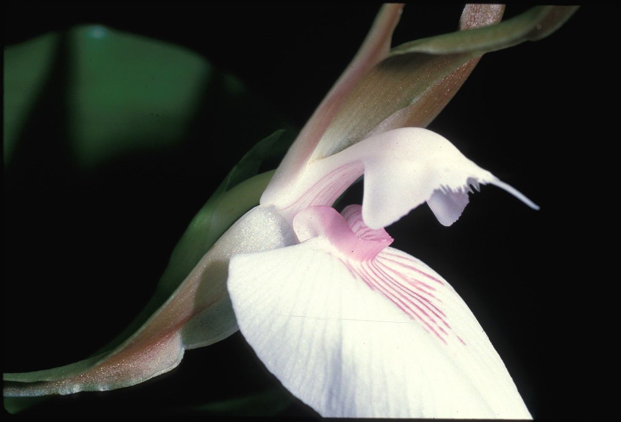 Zygosepalum labiosum flower