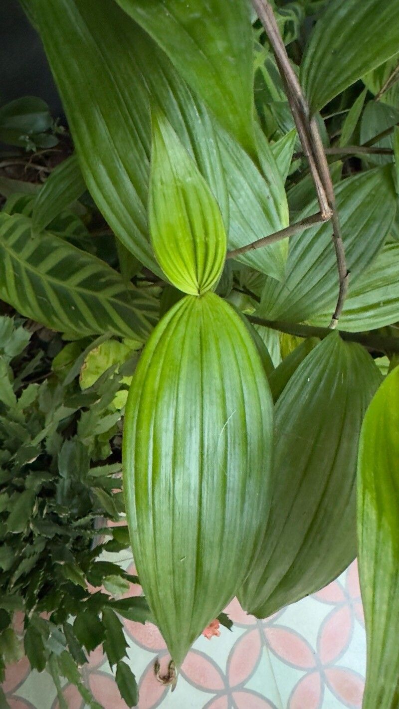 Sobralia sessilis — houseplant care guide