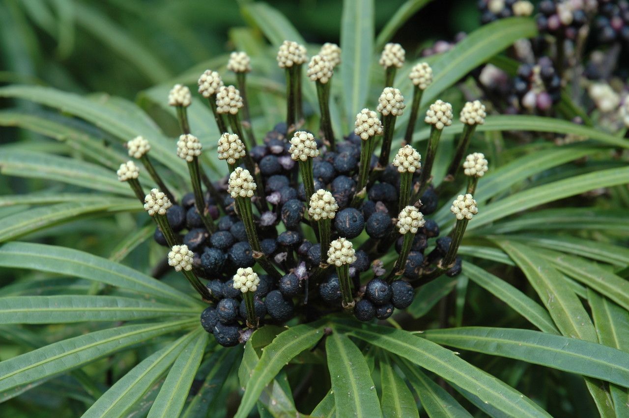 Osmoxylon lineare flower