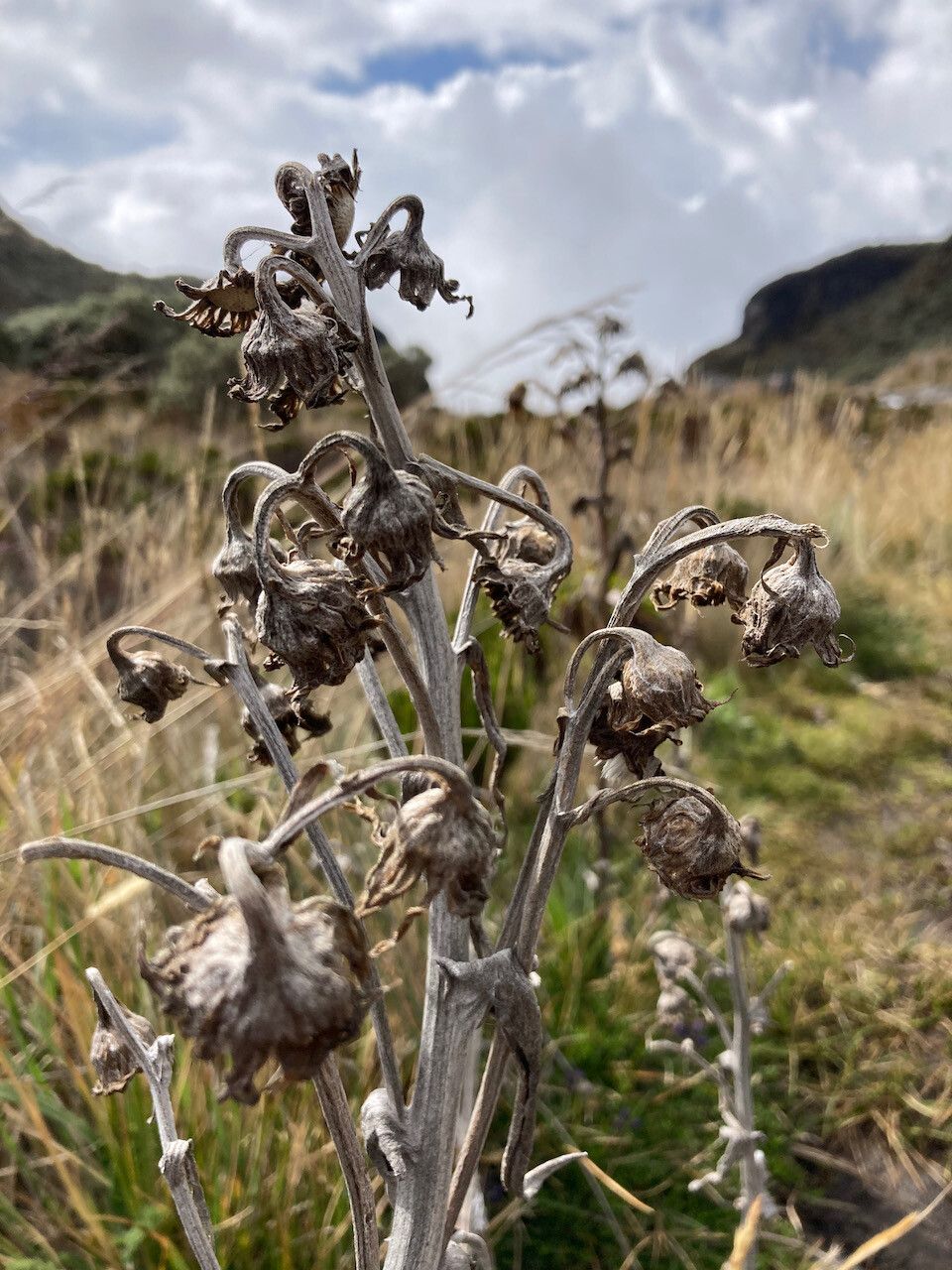 Senecio latiflorus fruit