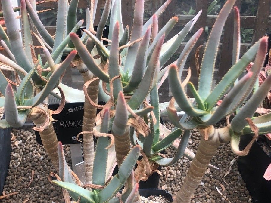 Aloe ramosissima — search result for 'Namibia'