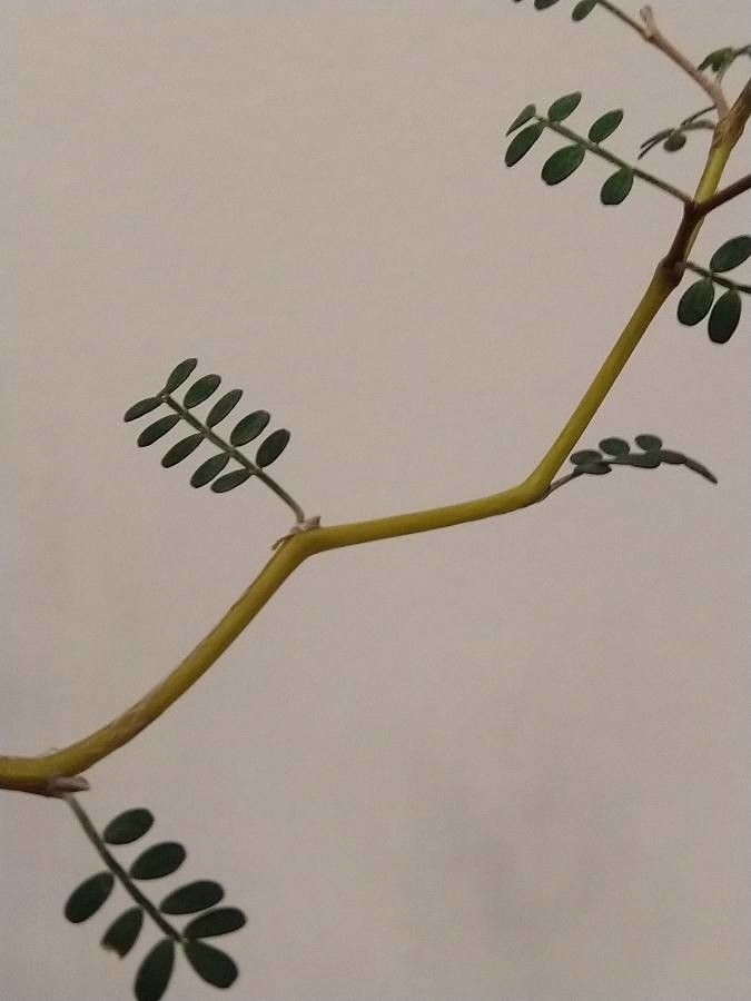 Sophora prostrata leaf