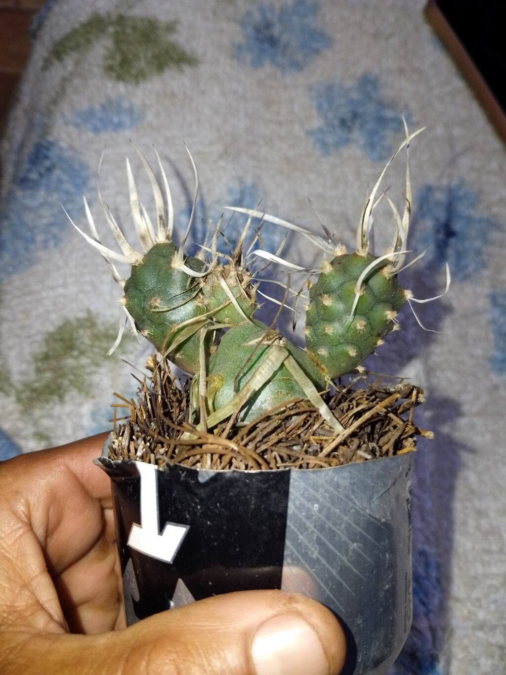 Tephrocactus articulatus fruit