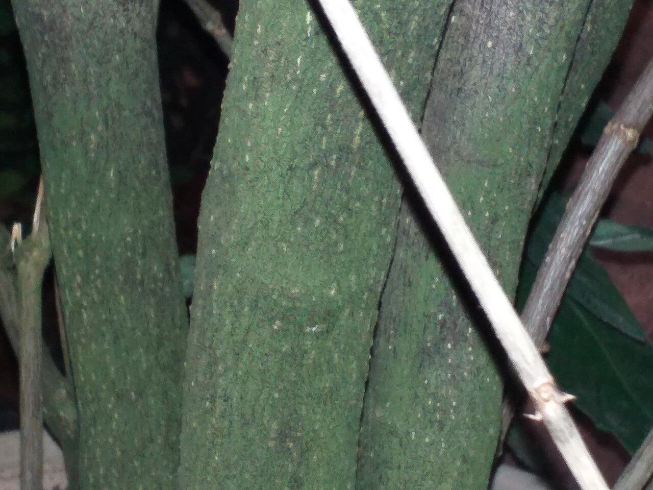 Psychotria punctata bark