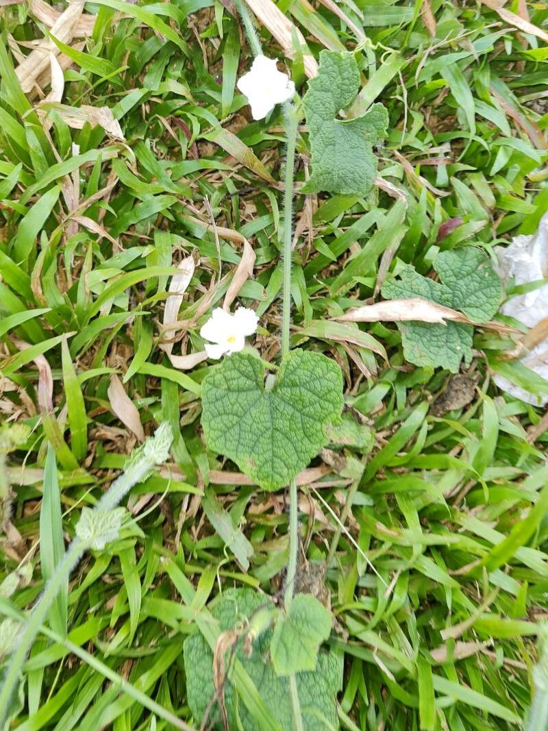 Trichosanthes scabra flower