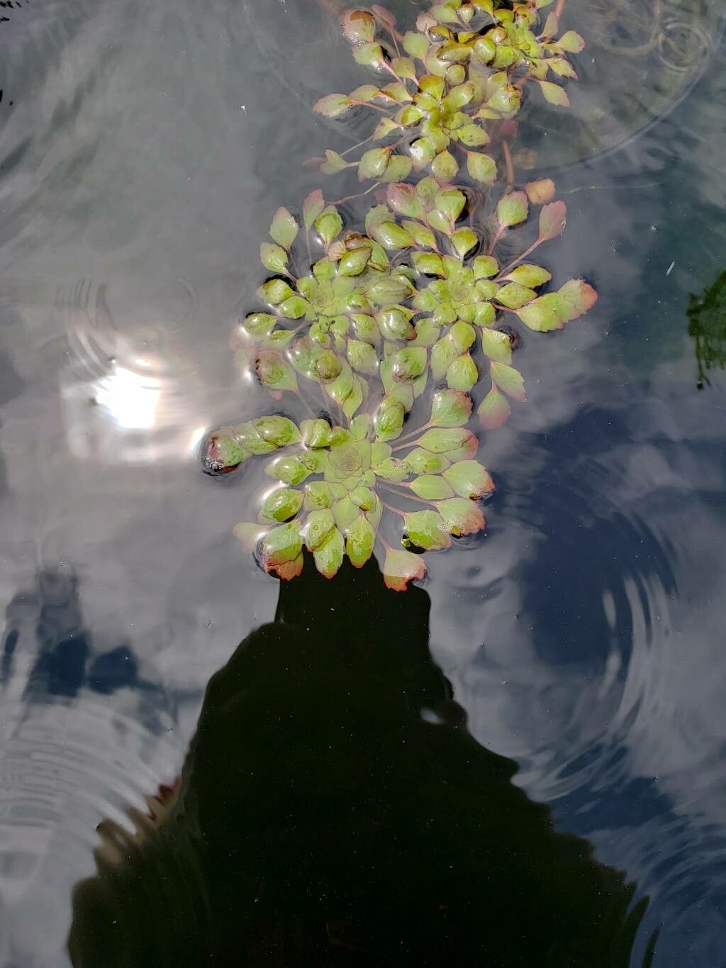 Ludwigia sedoides leaf
