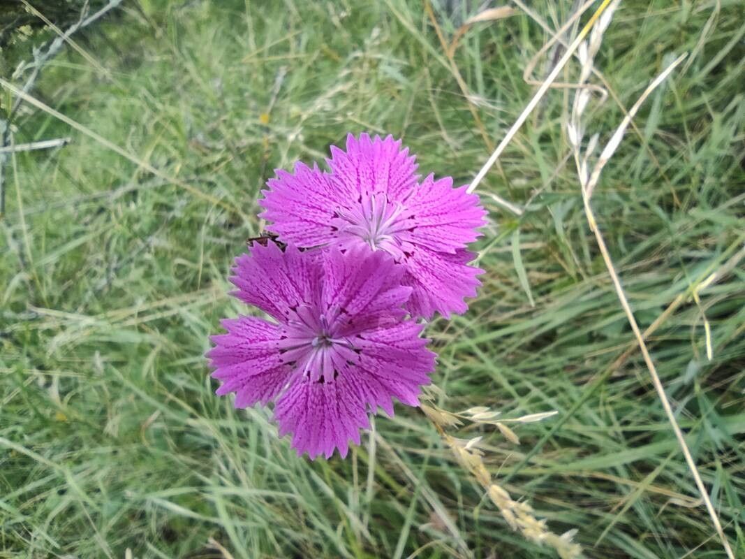 Dianthus collinus flower