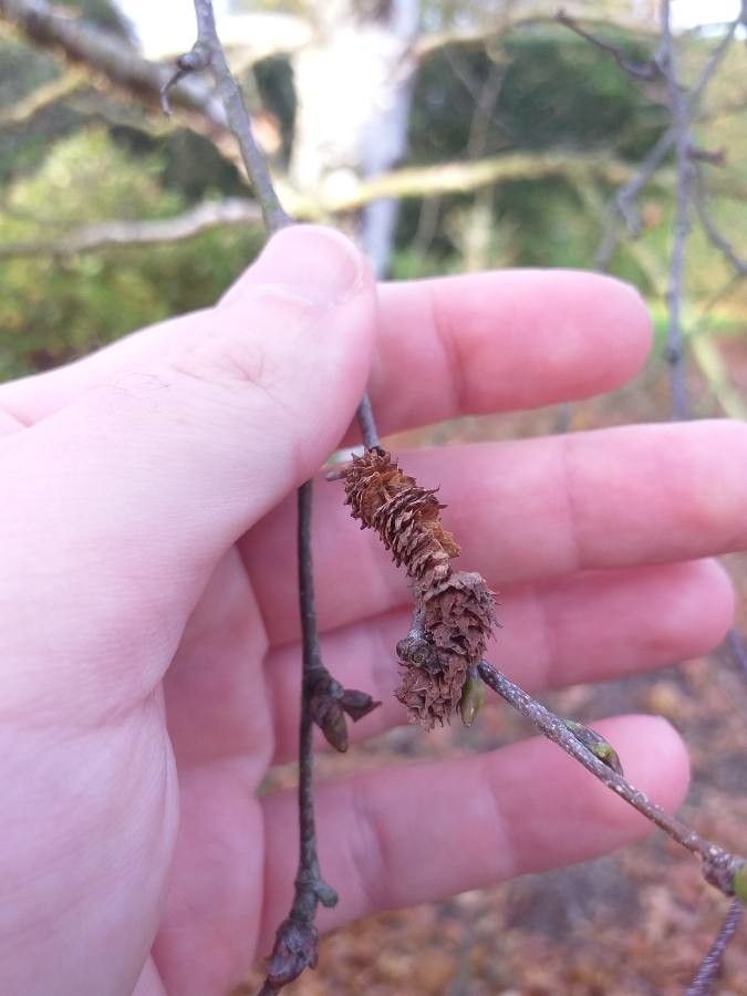 Betula platyphylla flower