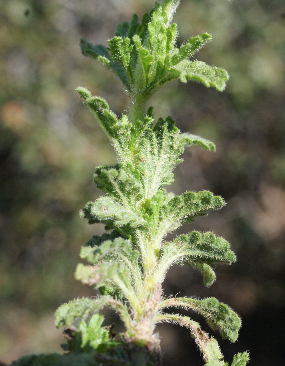 Sideritis vulgaris leaf