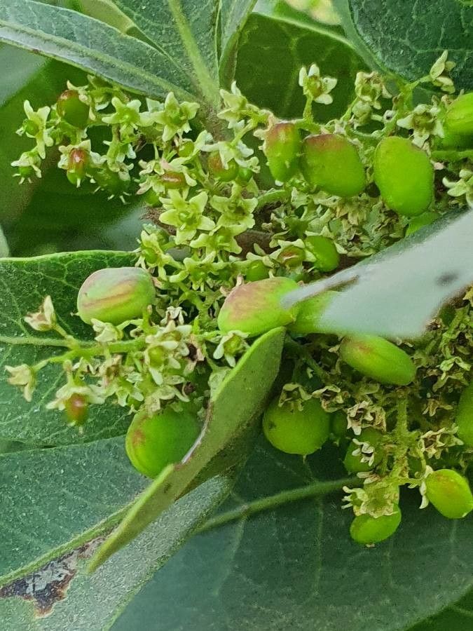 Searsia natalensis flower