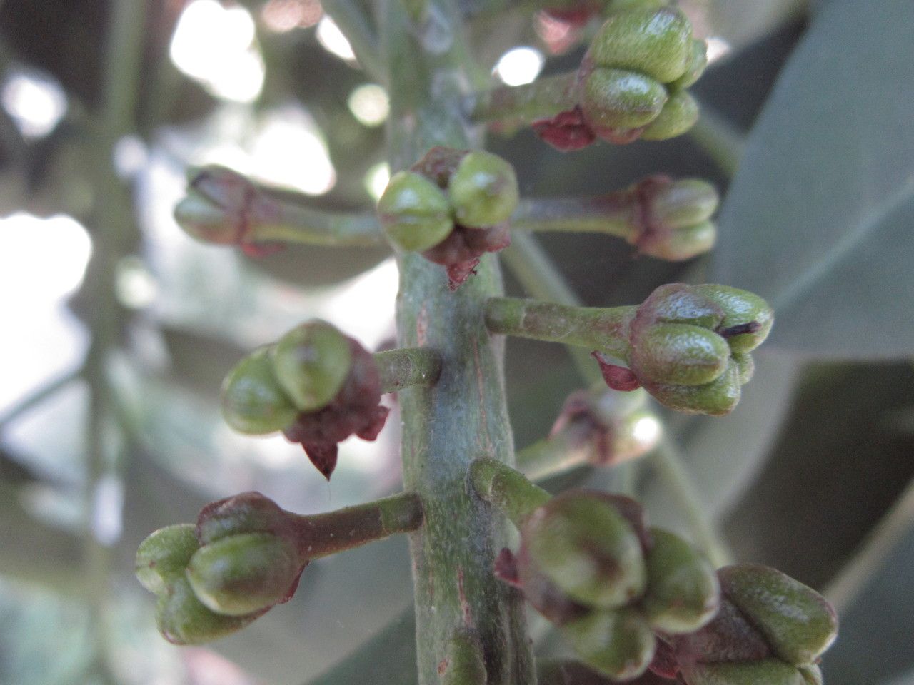 Pilocarpus pennatifolius fruit