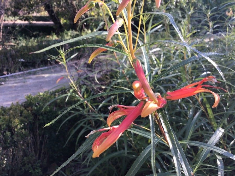 Lobelia laxiflora flower