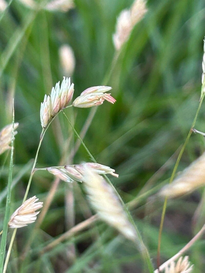 Bouteloua dactyloides