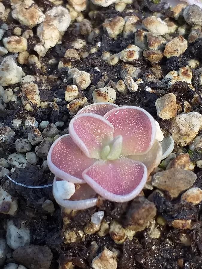 Pinguicula ehlersiae flower