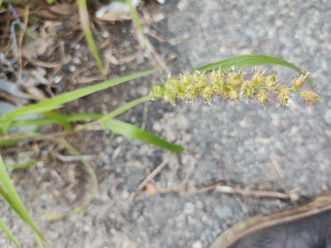 Cenchrus echinatus fruit