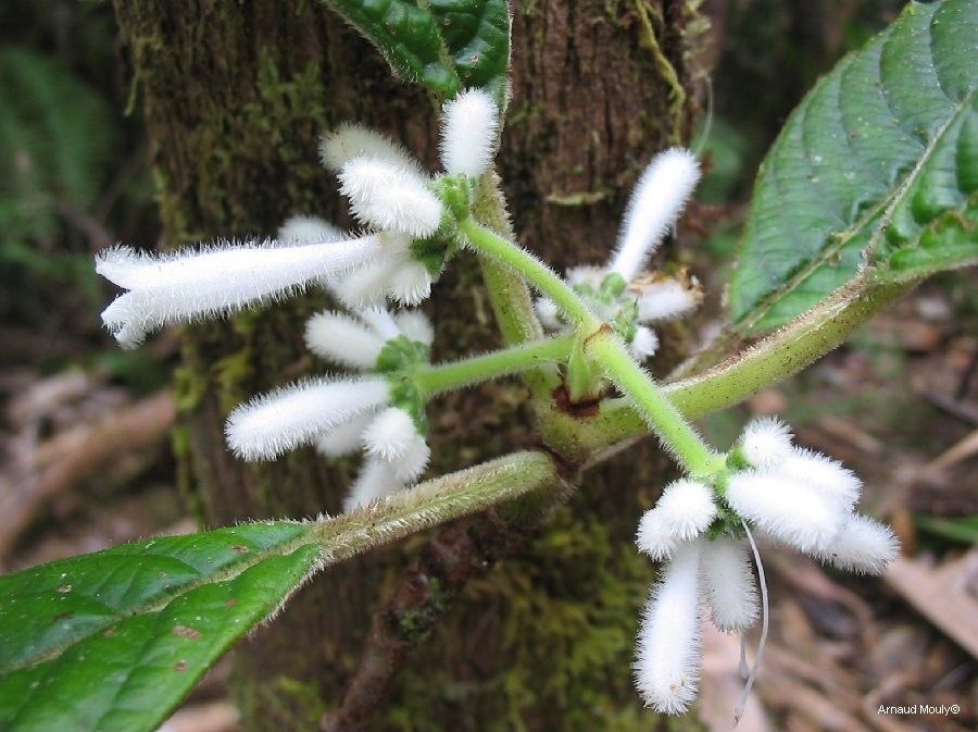 Psychotria schumanniana — houseplant care guide