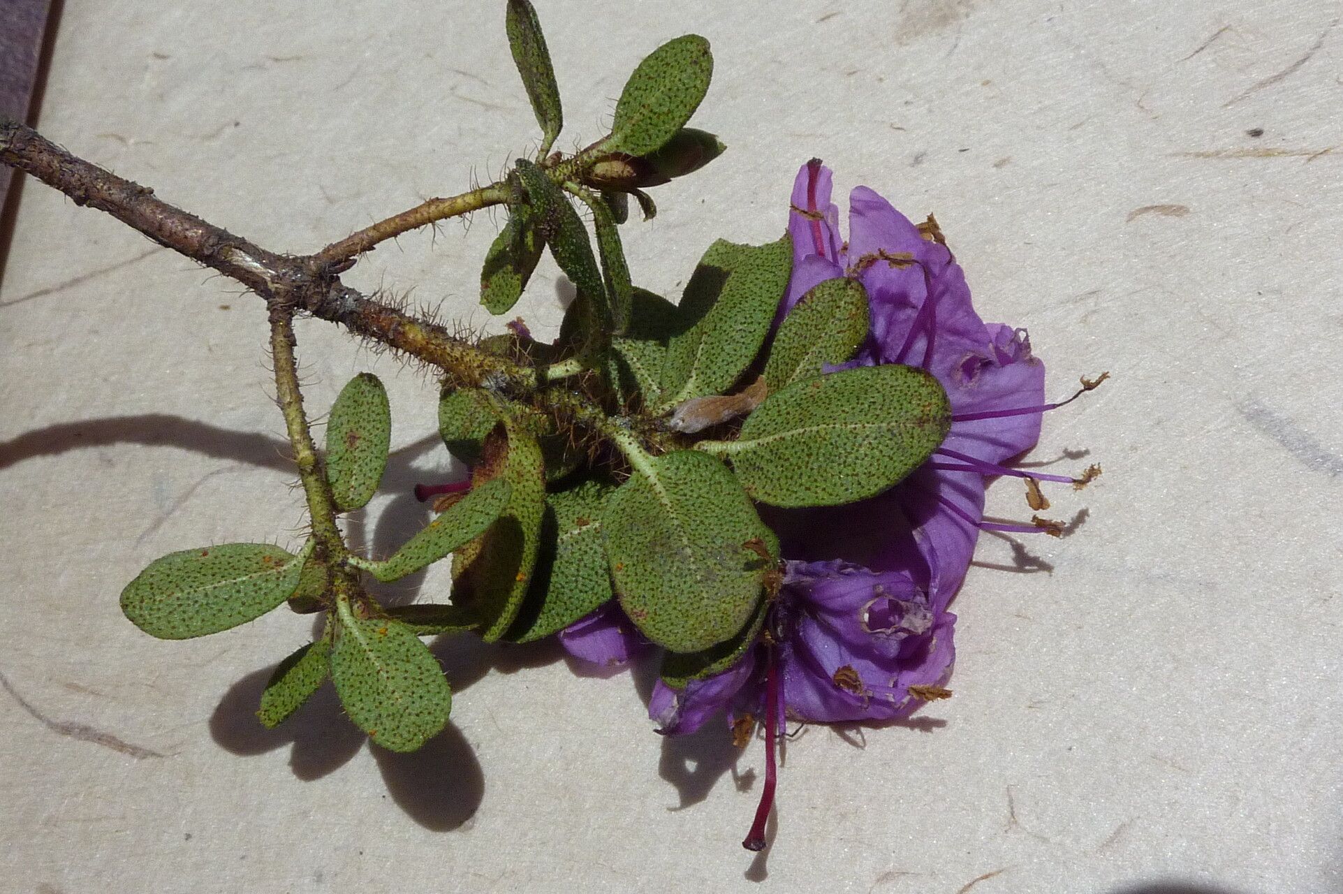 Rhododendron setosum leaf