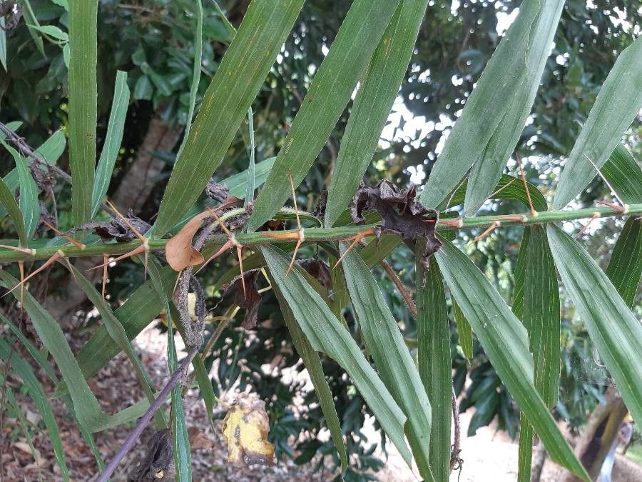 Calamus viminalis — search result for 'Laos'