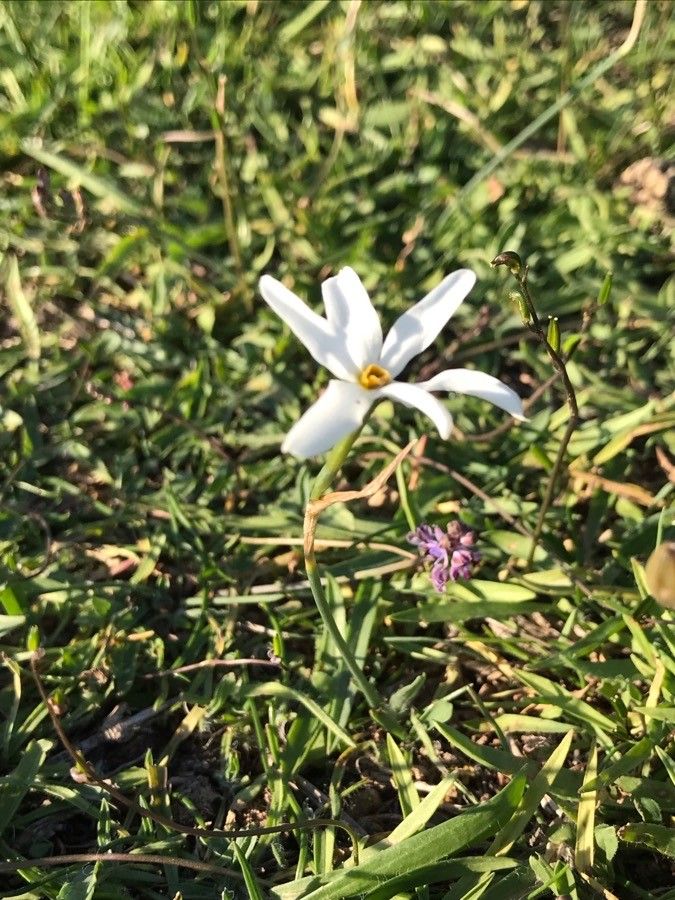 Narcissus serotinus leaf