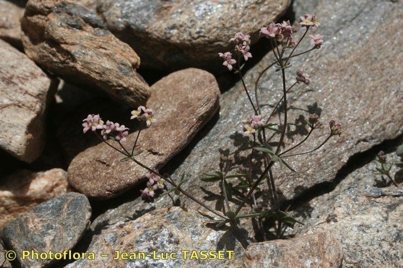 Galium rosellum habit