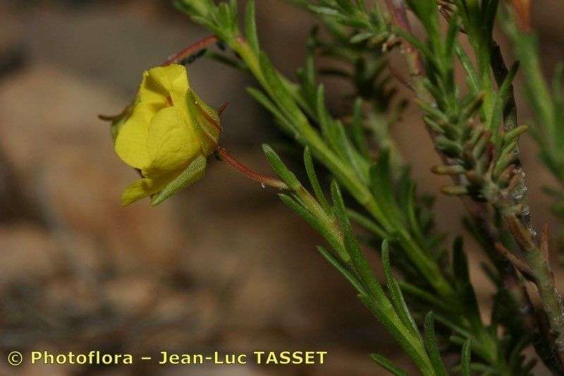 Fumana scoparia flower