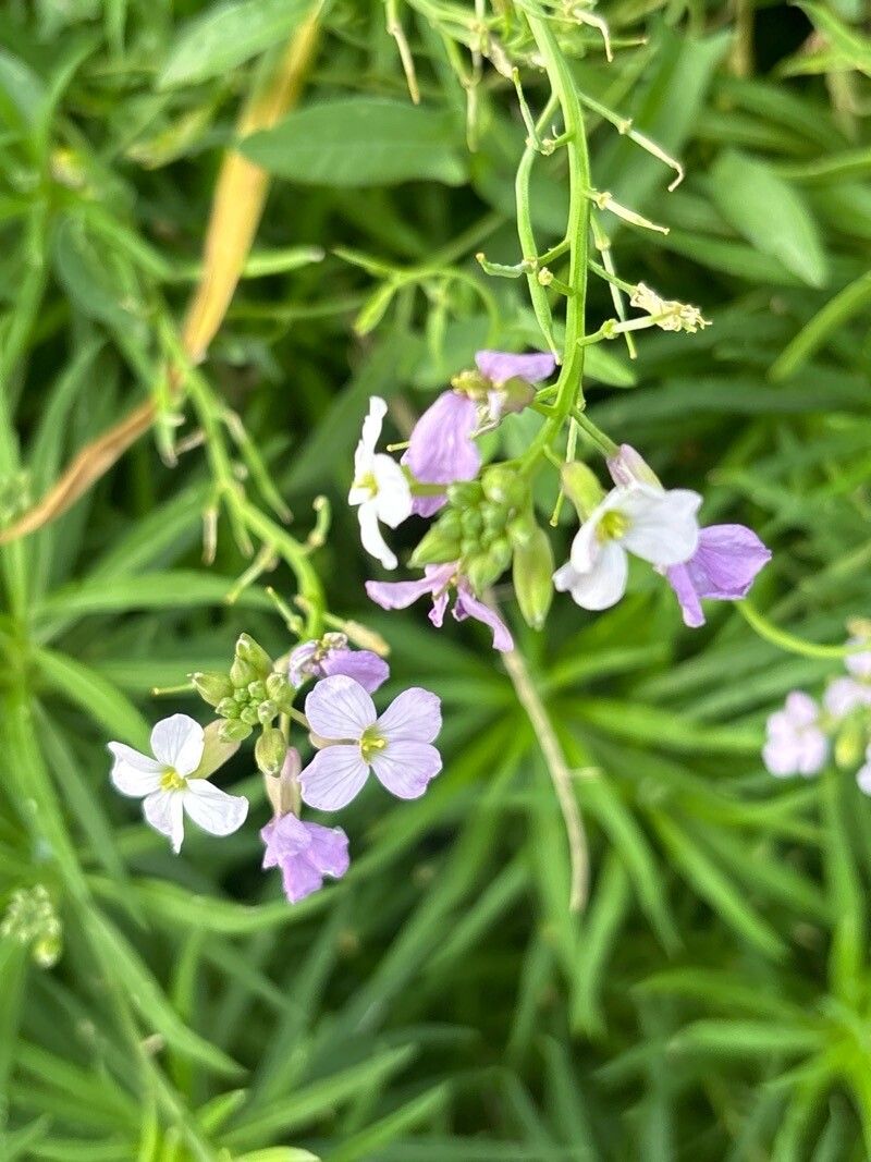 Erysimum virescens — search result for 'Erysimum'