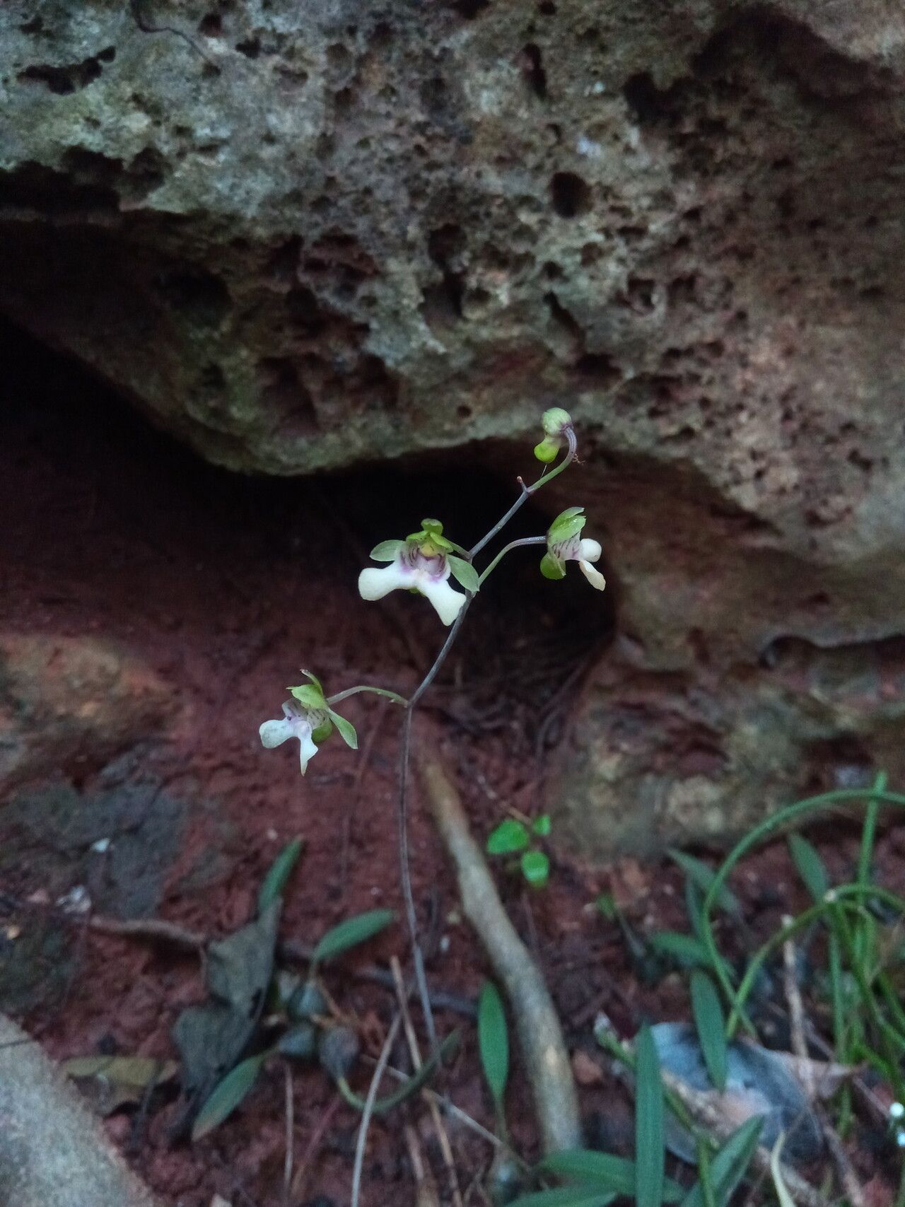 Eulophia analavelensis — houseplant care guide