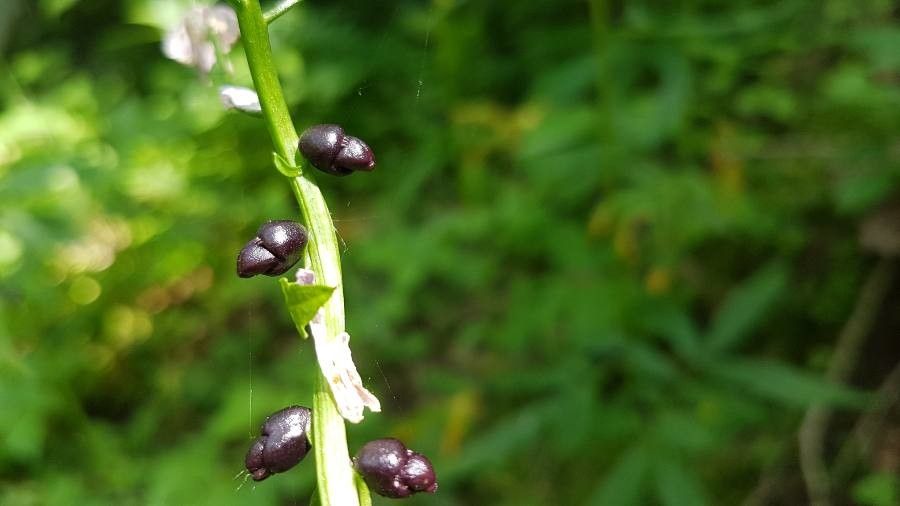 Cardamine bulbifera fruit