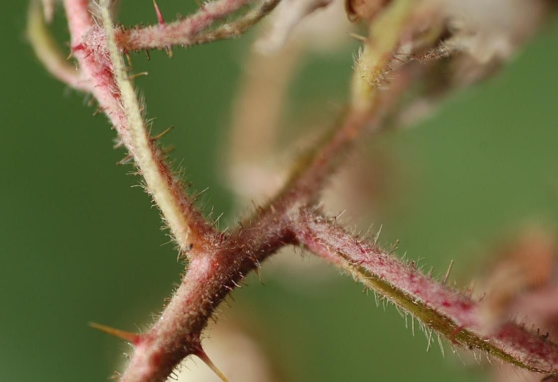 Rubus atrovirens bark
