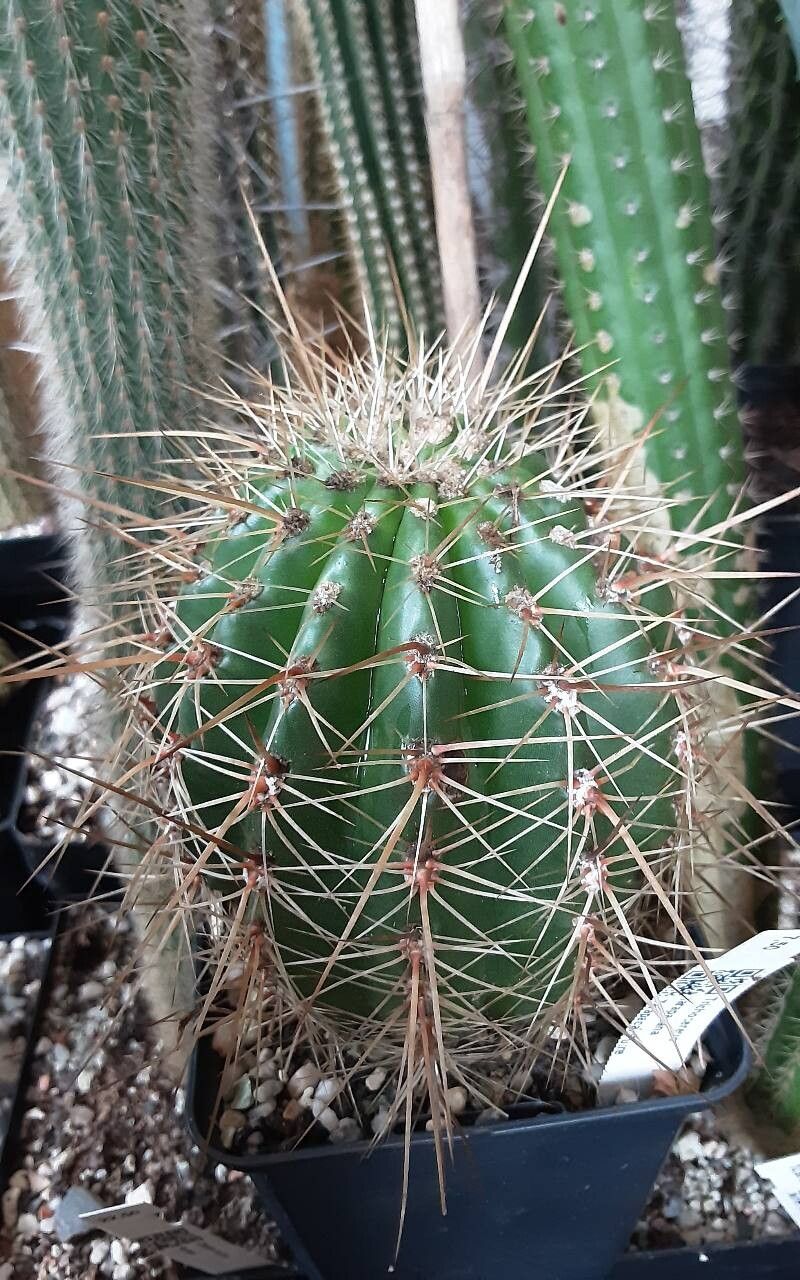 Soehrensia volliana habit