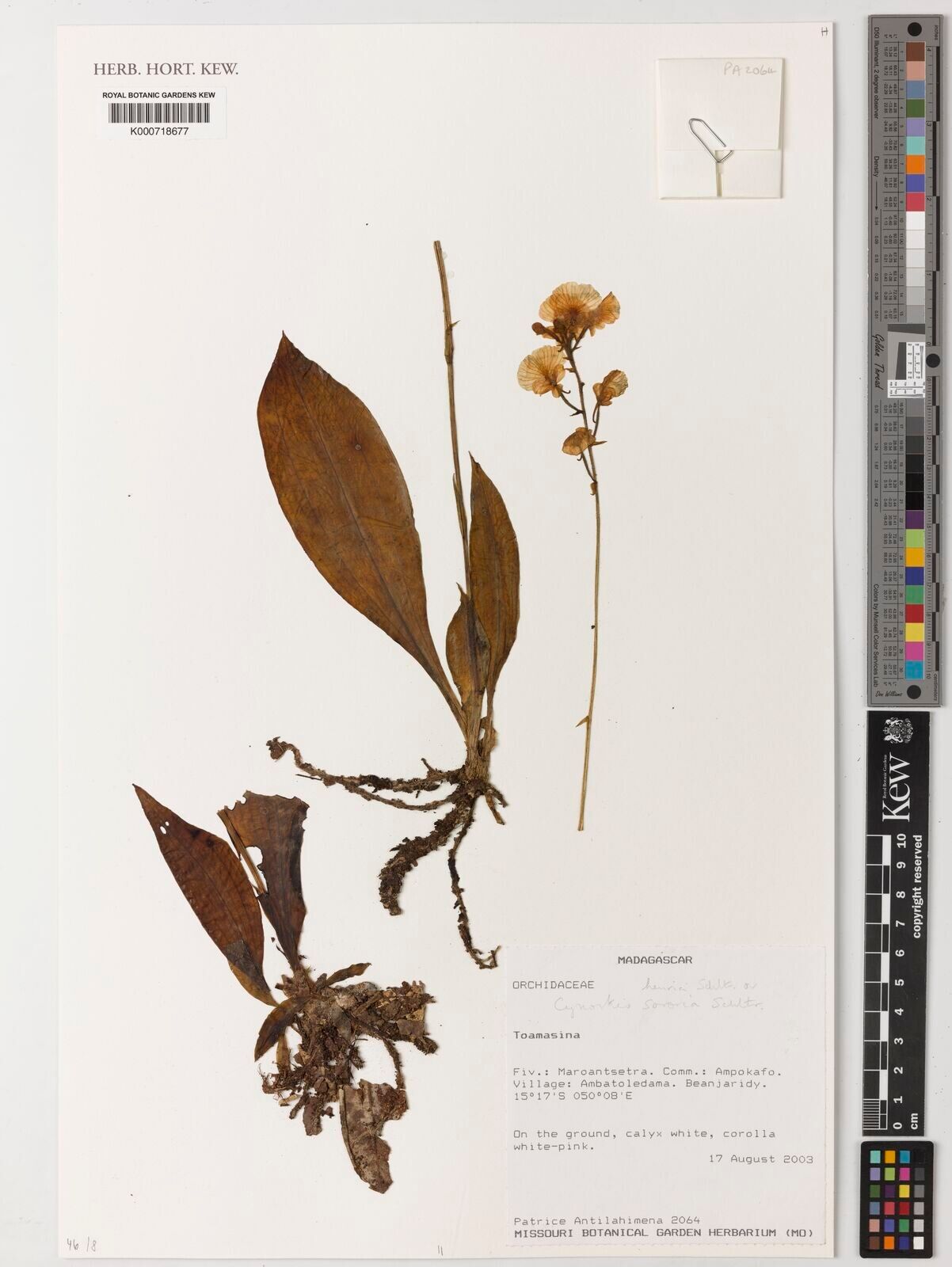 Cynorkis sororia — houseplant care guide