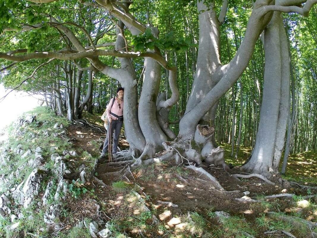 Ficus macrophylla flower