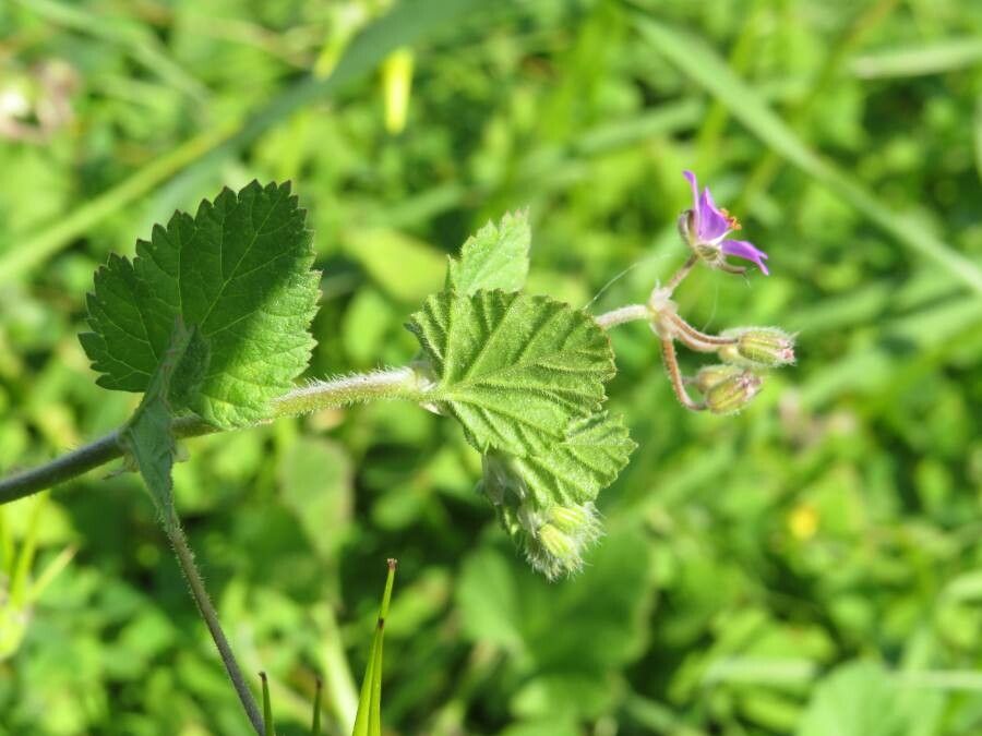 Erodium malacoides leaf