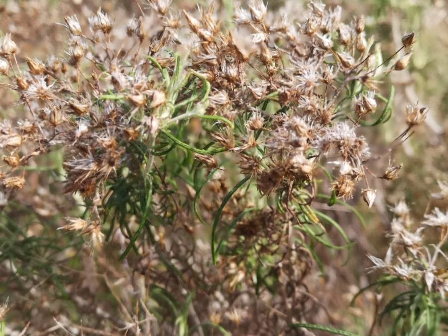 Phagnalon umbelliforme fruit