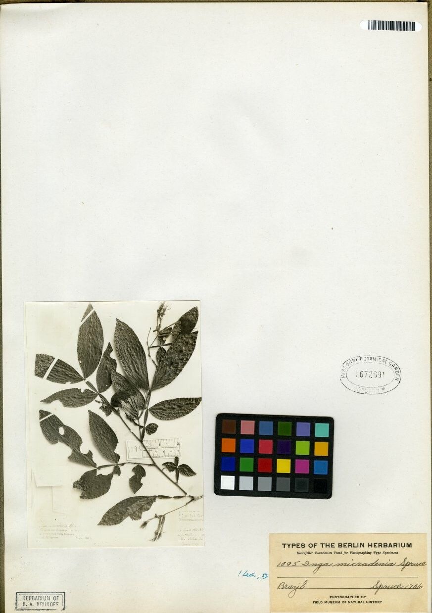 Inga micradenia — houseplant care guide