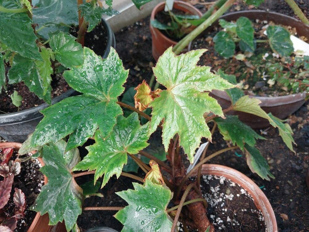 Begonia sikkimensis — search result for 'Begoniaceae'