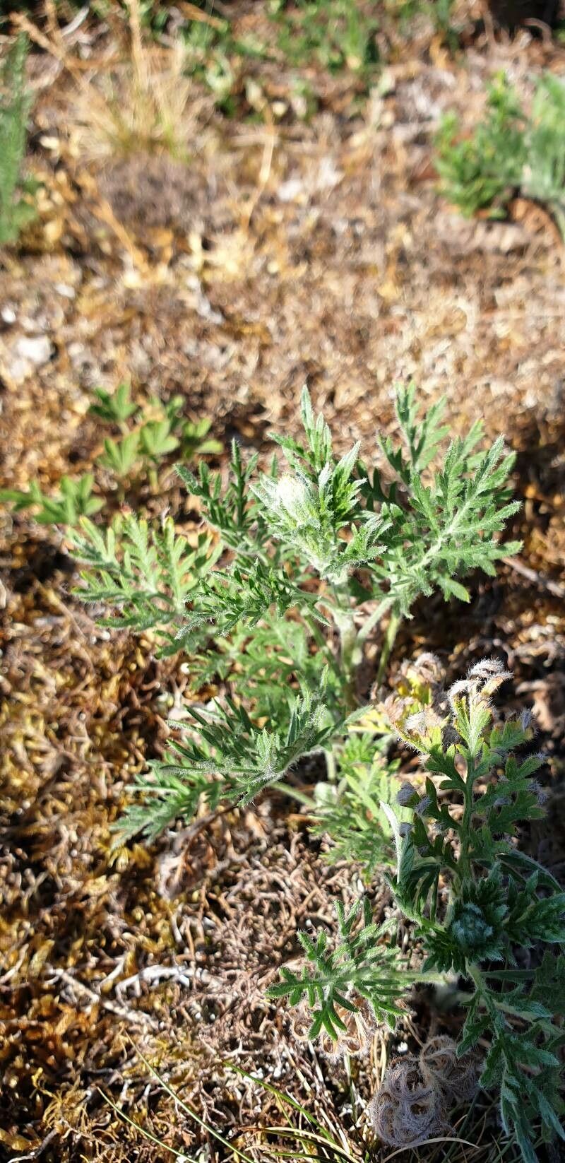 Artemisia oelandica — search result for 'Artemisia'