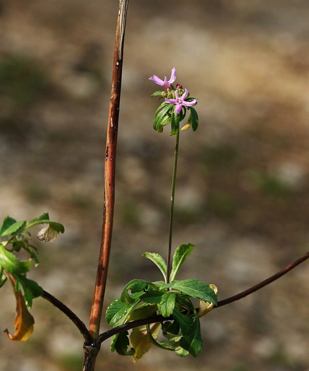 Hermannia hyssopifolia — houseplant care guide