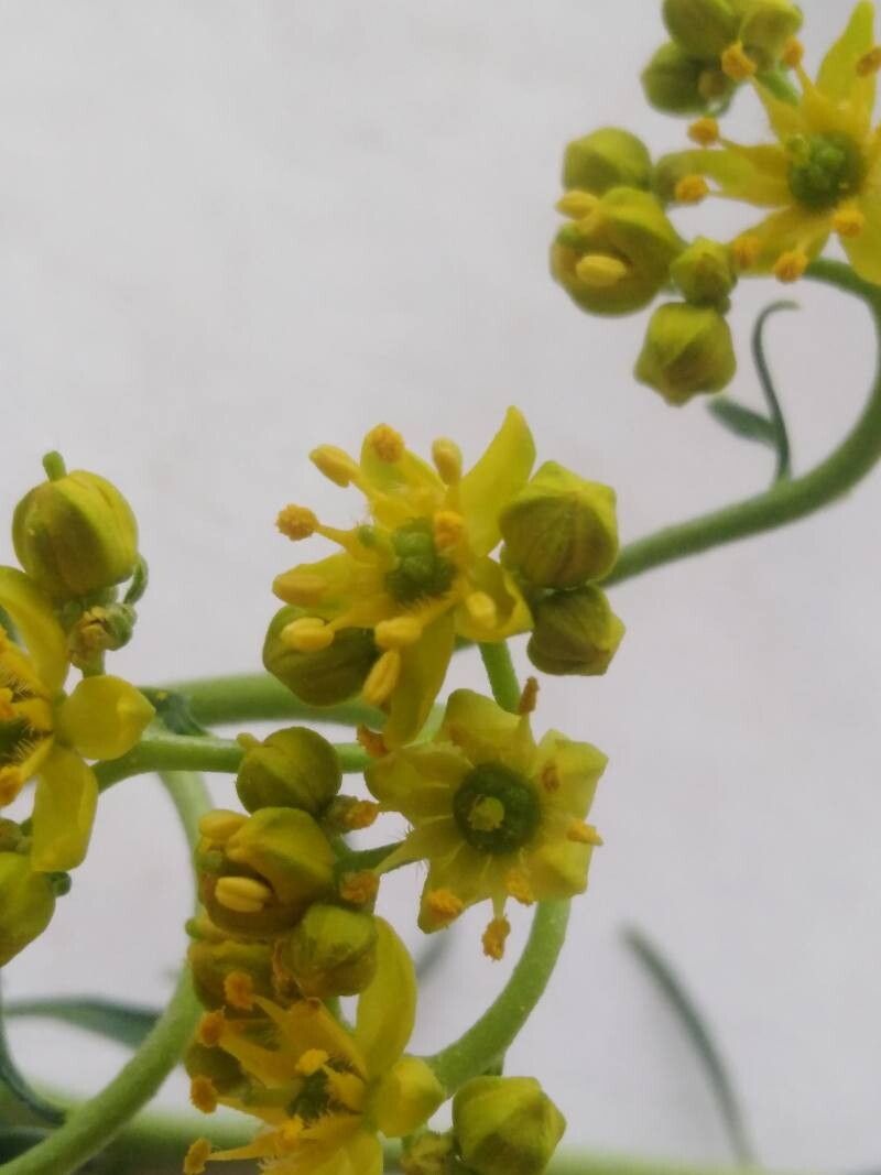 Haplophyllum buxbaumii flower