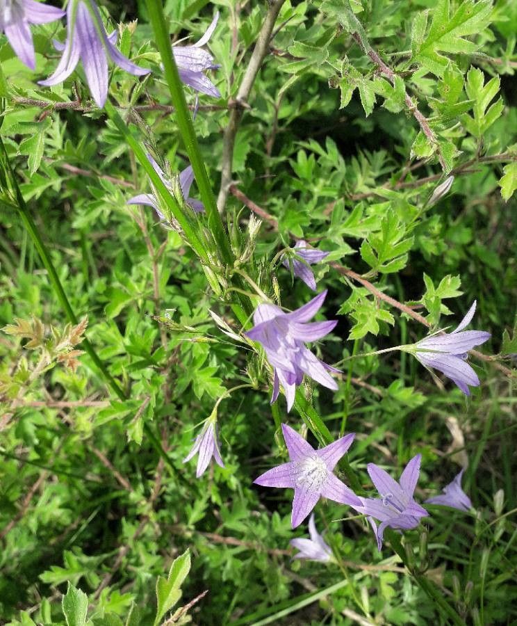Campanula rapunculus flower