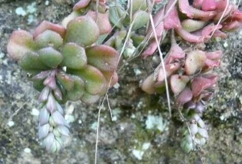 Sedum versadense — houseplant care guide