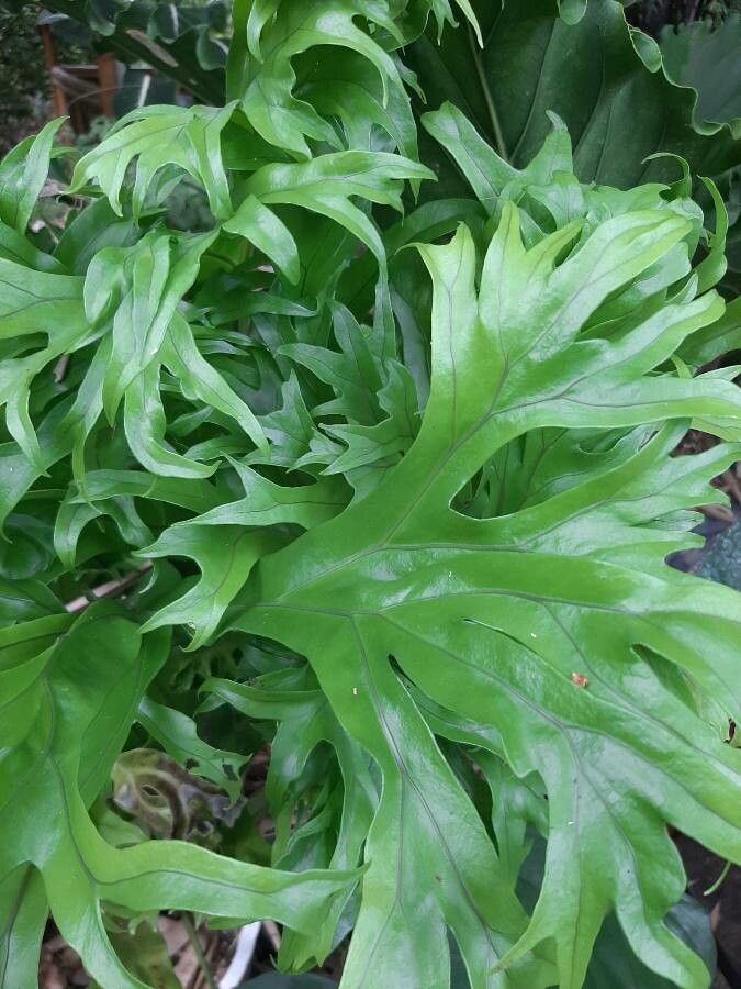 Bolbitis auriculata — houseplant care guide